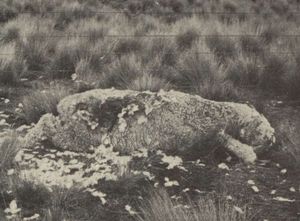 1907년 7월 케아앵무에게 공격받은 것으로 추정되는 양