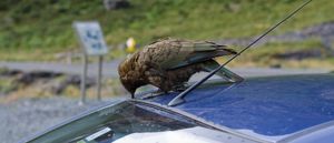 주차된 차를 훼손하는 케아앵무