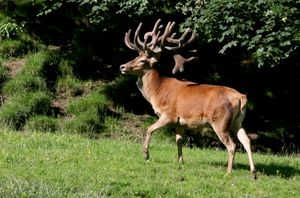 붉은 사슴이 있는 과학 보호구역 Plaiul Fagului
