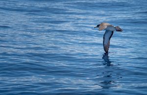 섬 근처에서 물고기를 찾는 슴새