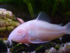 알비노 코리도라스