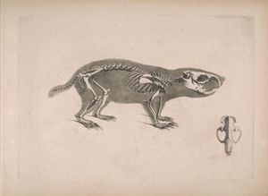 케이프모래언덕두더지쥐의 두개골.