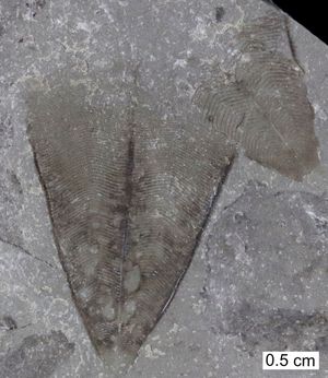 위스콘신주 하부 실루리아기 워키샤 생물군 지역의 쌍을 이룬 Conularia niagarensis 표본