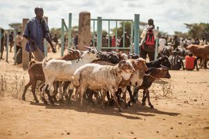 코티도 지역의 양치기