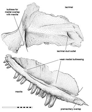 모식 표본 ROM 43608의 해석적 그림