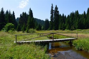 코파오니크산맥은 많은 자생 식물 종을 포함하여 다양한 식물군이 풍부하다.