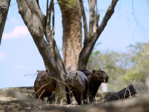코헤데스주 카피바라 가족