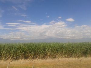 콜롬비아 발레 델 카우카의 사탕수수는 세계 10대 사탕수수 생산국 중 하나다.