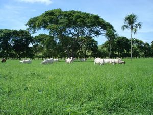 코르도바주의 가축. 콜롬비아는 세계 20대 소고기 생산국 중 하나이다.