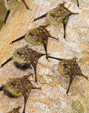 코스타리카 프리오 강을 따라 나무에 있는 무리. 왼쪽 아래 두 마리는 새끼(어두운 색)를 데리고 있다.