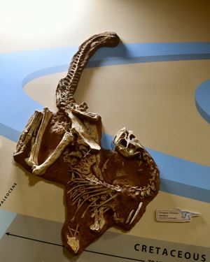 케르민 차브에서 발견된 표본