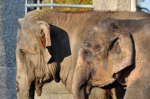 아시아코끼리 한쌍