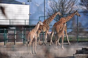 기린: 루아나 와 말라, 그리고 새끼 (2011년 3월 태어남)