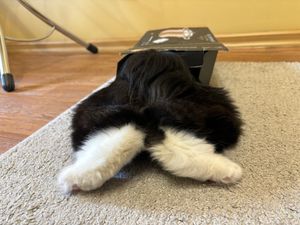 쿠릴리안 밥테일 꼬리