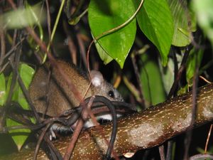 Oryzomys couesi가 식생 아래에 있음