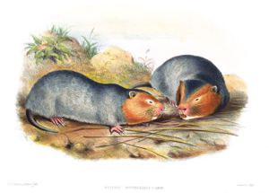 R. s. erythrogenys 암컷