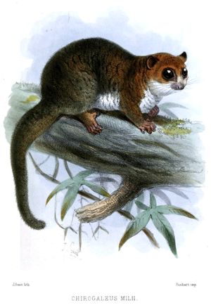 과거 큰난쟁이여우원숭이로 분류되었던 개체