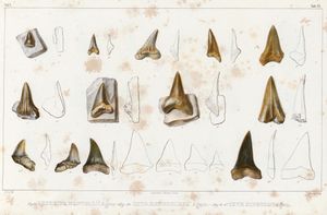 Illustration of numerous English fossil shark teeth