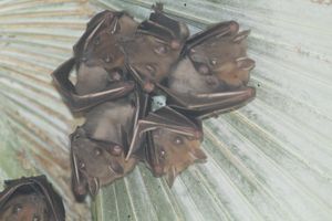 야자나무에 앉아 있는 큰짧은코과일박쥐