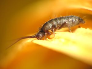 큰비늘땅딸이도마뱀붙이의 먹이