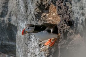 크리수비크르비아르의 바다오리