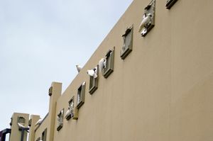 수많은 큰유황앵무가 폴리스티렌 쇼핑센터 외관에 피해를 입히고 있다, 뉴사우스웨일스 주