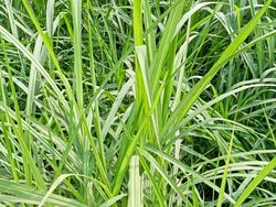 사료 작물로 사용되는 큰왕풀(Cenchrus purpureus), 인도 웨스트 벵갈