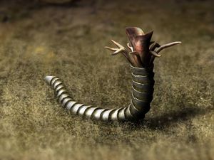  복원된 클라우디나 하트만나이와 추정되는 입 부분