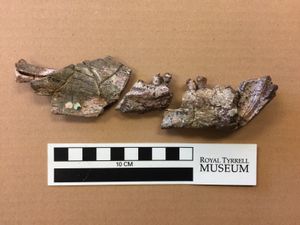 크리코돈 메타볼러스(Cricdon metabolus)의 오른쪽 아래 치골로 크기 비교를 위한 도구 제공