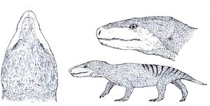 크리코돈 카네메리에리(Cricodon kannemeyeri)의 재구성.