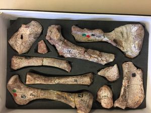 다양한 Cricodon metabolus의 몸통뼈대 뼈들