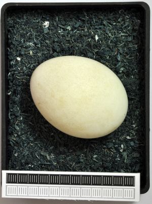 알, 독일 비스바덴 박물관 소장