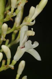 Alpinia galanga (L.) Willd.