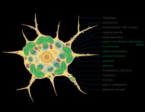 클로라라크니온강의 표현# 사상체# 압출체# 미토콘드리아, 세포의 ATP (에너지) 생성 (평평한 크리스타)# 모자 소포# 골지체, 단백질을 변형시키고 세포 밖으로 보냄# 핵형질체# 색소체 막 (4개, 이차 녹색)# 겹쳐진 틸라코이드, 광합성의 명반응 부위# 피레노이드, 탄소 고정의 중심# 소구체# 소포체, 세포의 특정 부분으로 이동하는 분자를 위한 수송 네트워크# 인# 핵# 식작용 내 먹이# 소화포