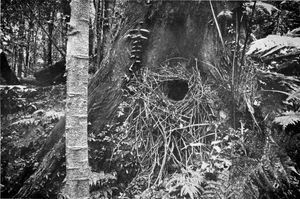 시드니 윌리엄 잭슨(S. W. Jackson)이 1910년 벨링거 강에서 촬영한 둥지 부지