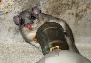 지하실 내의 큰겨울잠쥐