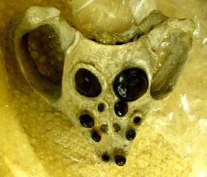 C. kuhnschnyderi 두개골의 밑면