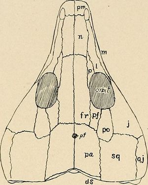 초기 파충류인 라비도사우루스(Labidosaurus)의 두정공 (이미지에 pf로 표시됨)