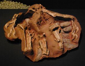 Citipati 표본 IGM 100/979, 통상 "빅 마마"로 알려짐