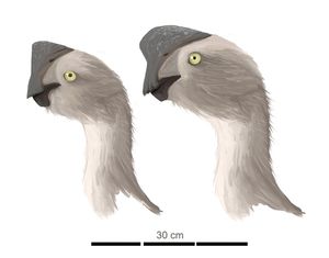 C. osmolskae와 미기재종 Citipati sp.의 머리 상상도