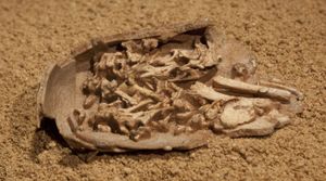 배아가 보존된 C. osmolskae의 알