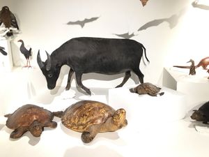 박제된 타마러우는 필리핀 국립 자연사 박물관에 전시되어 있다.