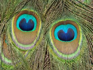 인도공작의 깃털은 앨범 커버에 있는 것과 유사하다. 이 이미지는 파트리지가 여성의 해부학을 연상시키기 위해 선택했다.