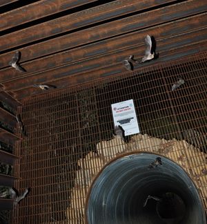 타운센드큰귀박쥐가 광산에서 어미 집단을 떠나는 모습