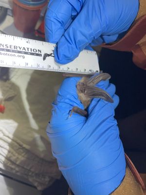 손에 들린 타운센드큰귀박쥐