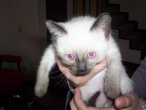 전통적인 새끼 샴