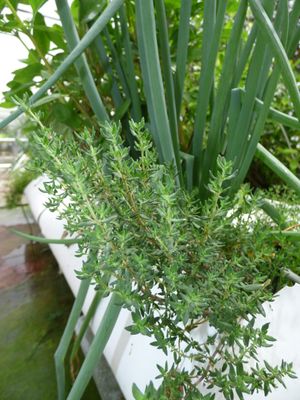 화분에서 재배되는 타임(백리향)