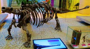 MUSE - 과학 박물관에 전시된 골격 마운트의 전체 모습, 특이한 특징을 보임.