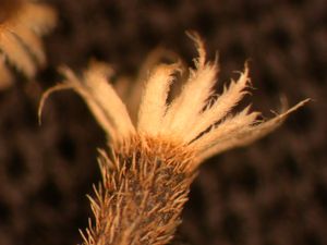 갓털 비늘은 가장자리가 술 모양이고 길고 가는 팁이 있다.