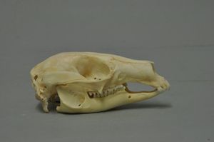 태즈메이니아덤불왈라비의 두개골